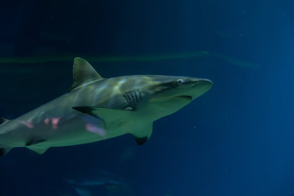 sandbar shark ocean sandbar shark ocean
