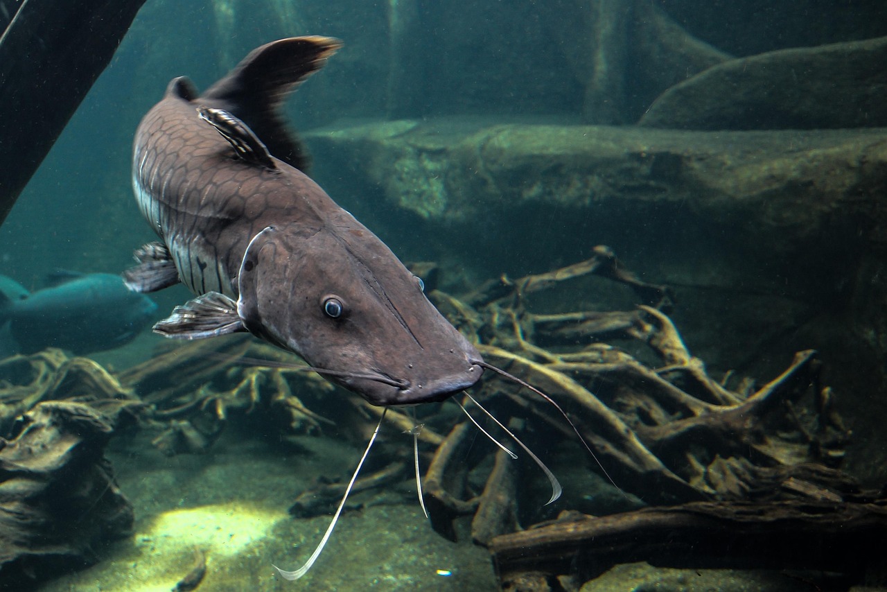 silver catfish fish silver catfish fish
