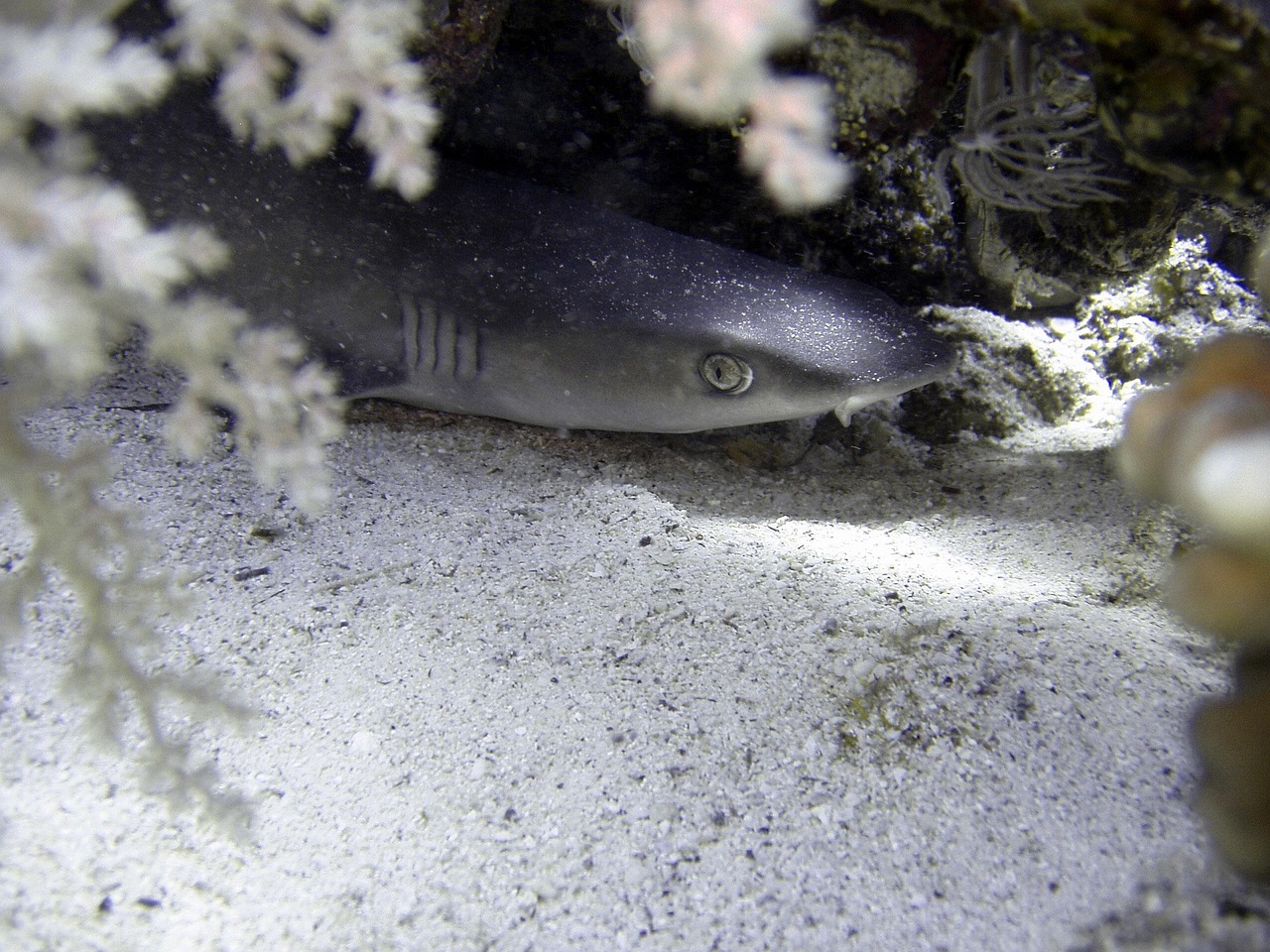 small shark swimming small shark swimming