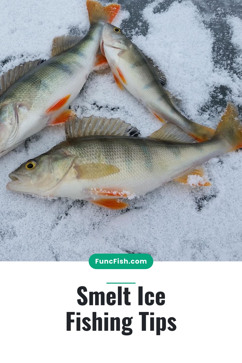 Smelt Ice Fishing Tips