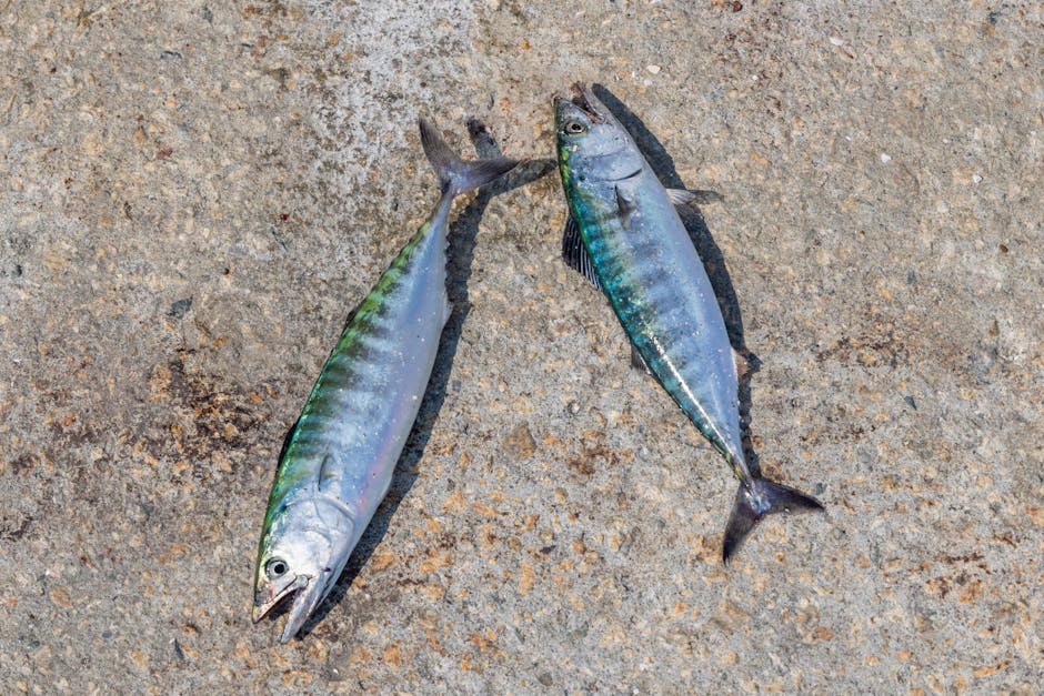 spanish mackerel fish spanish mackerel fish
