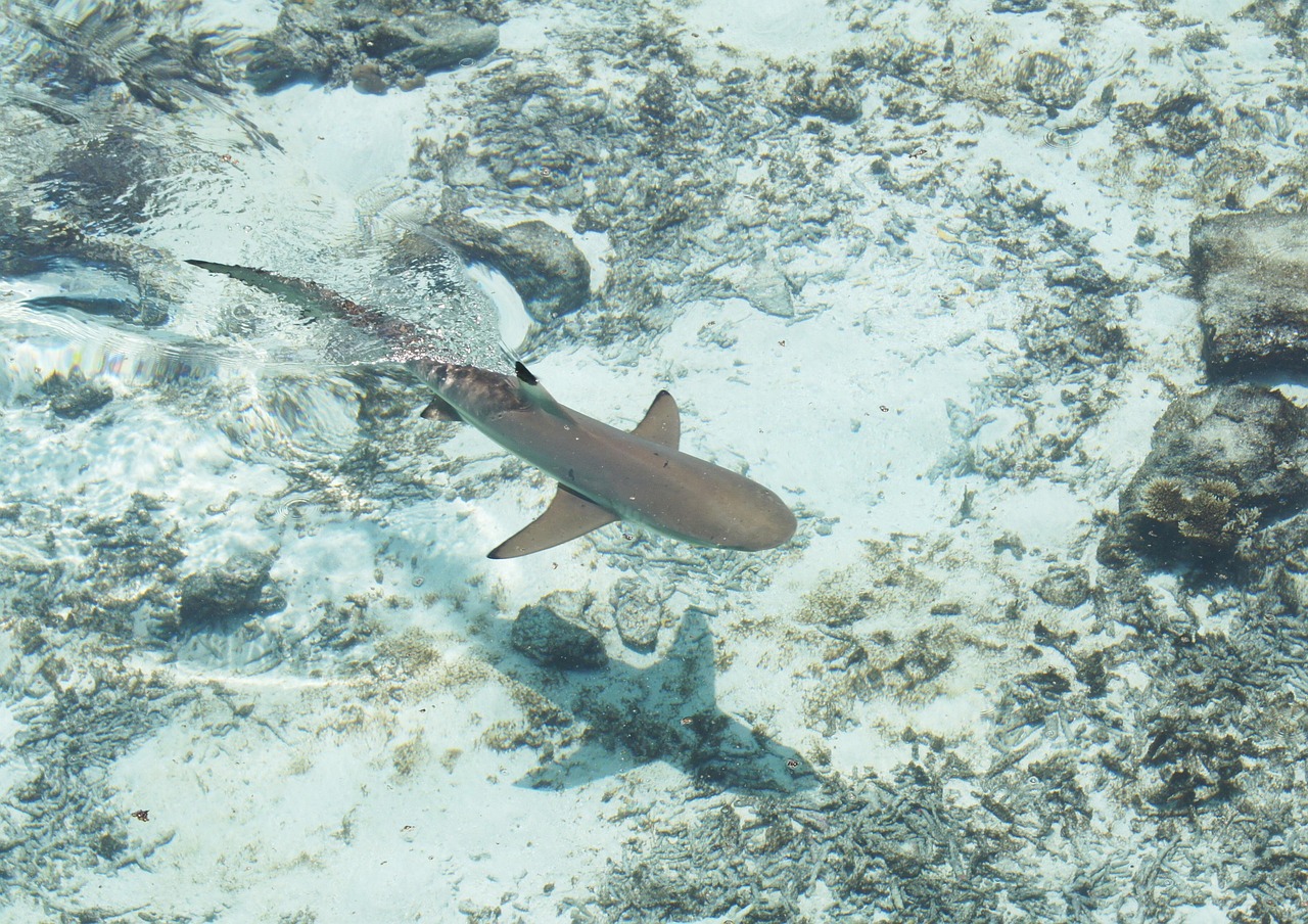 spinner shark water spinner shark water