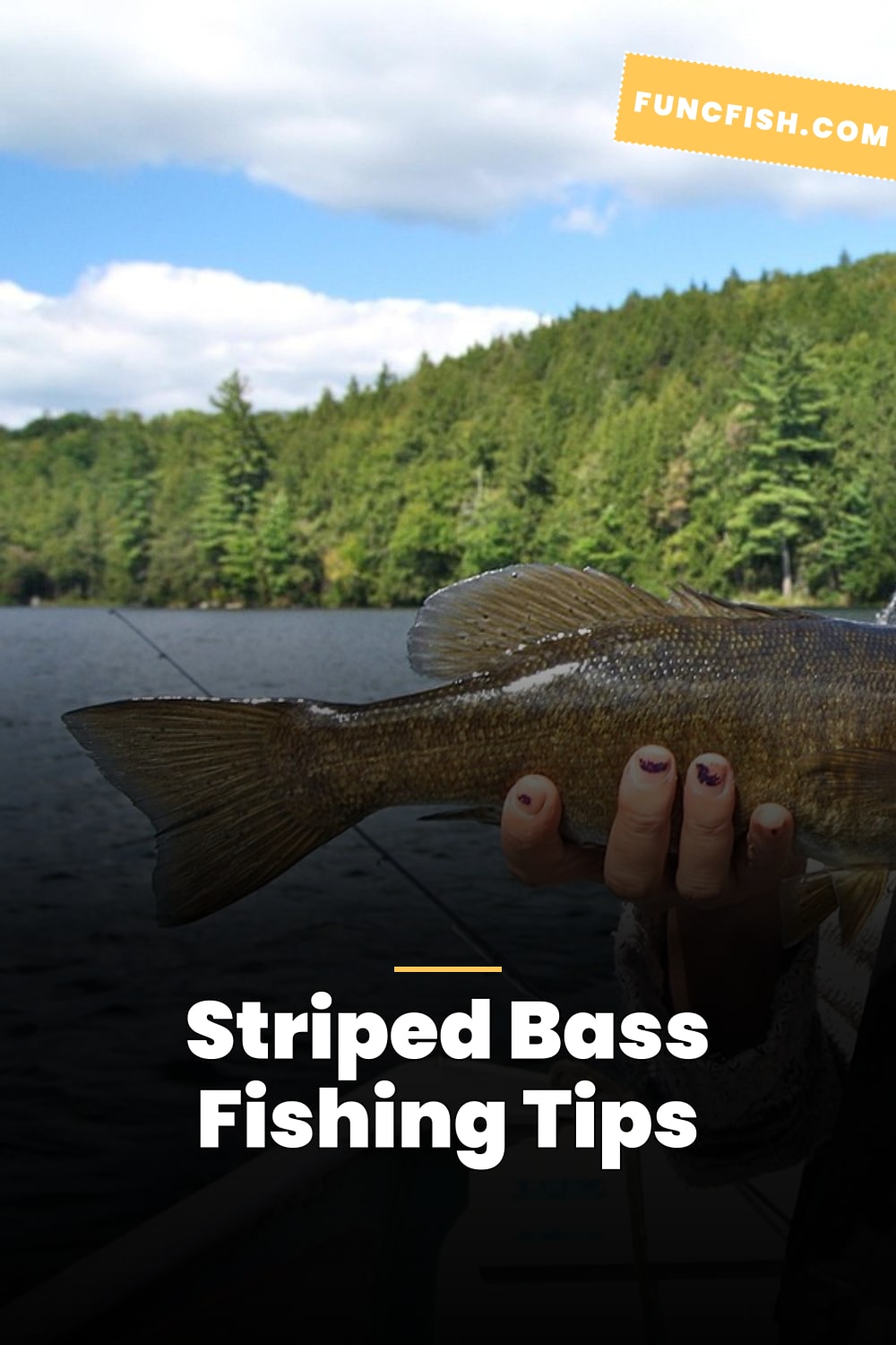Striped Bass Fishing Tips Striped Bass Fishing Tips