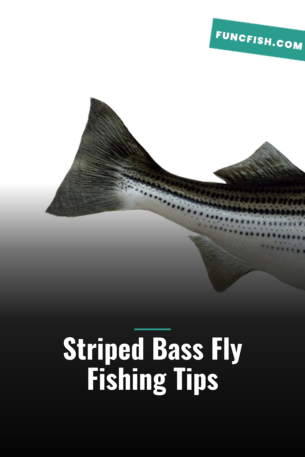 Striped Bass Fly Fishing Tips