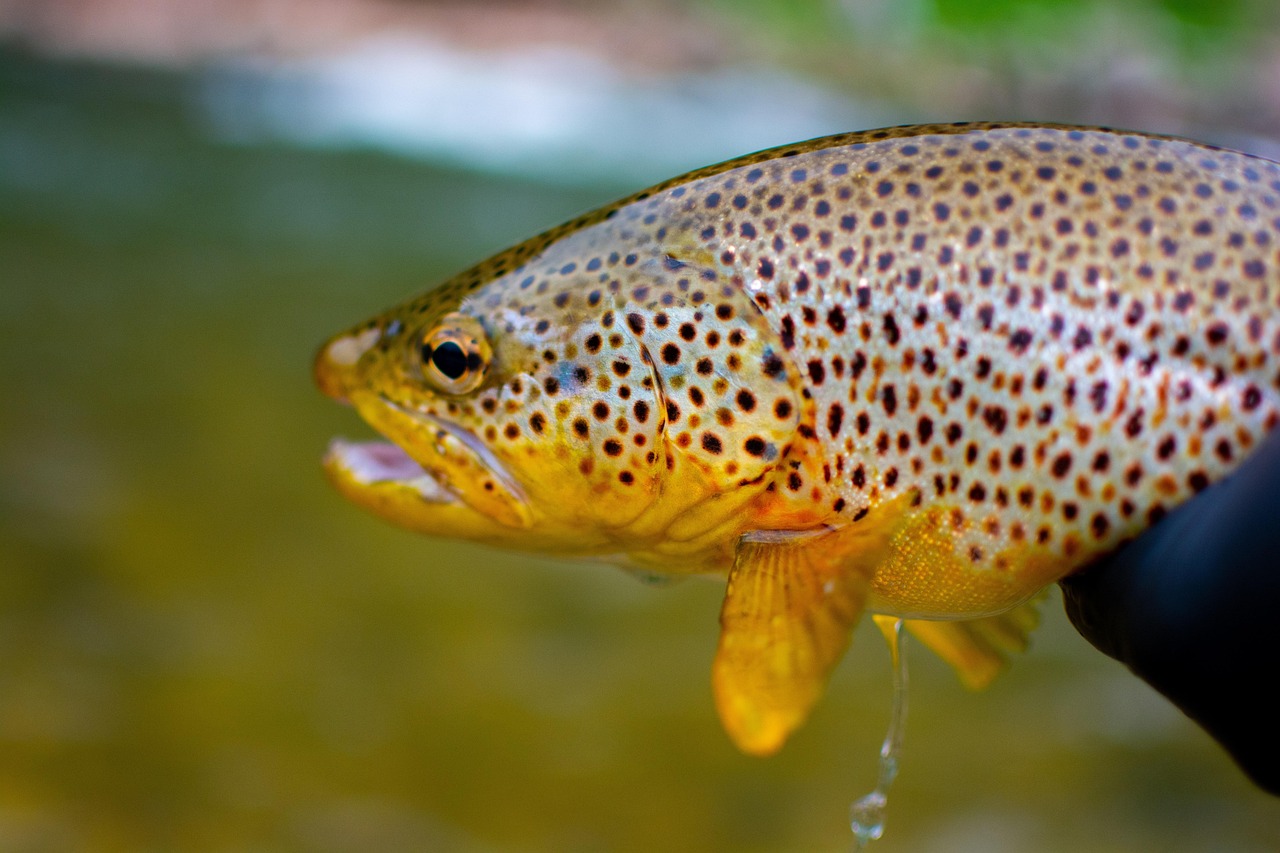 trout in fishing net trout in fishing net