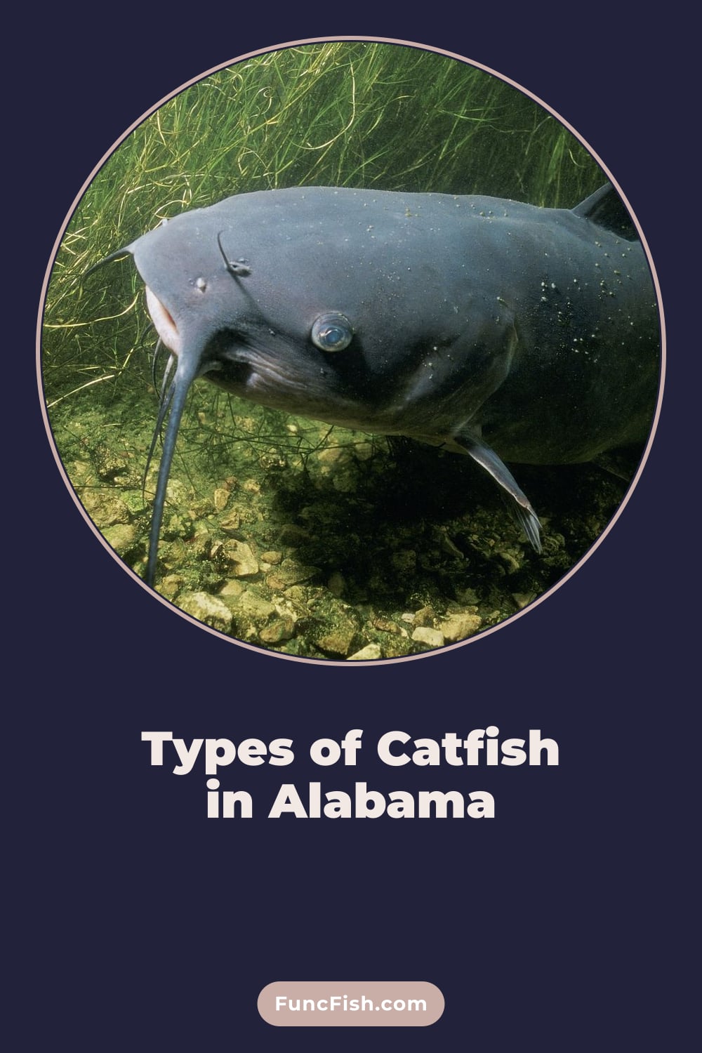 Types of Catfish in Alabama