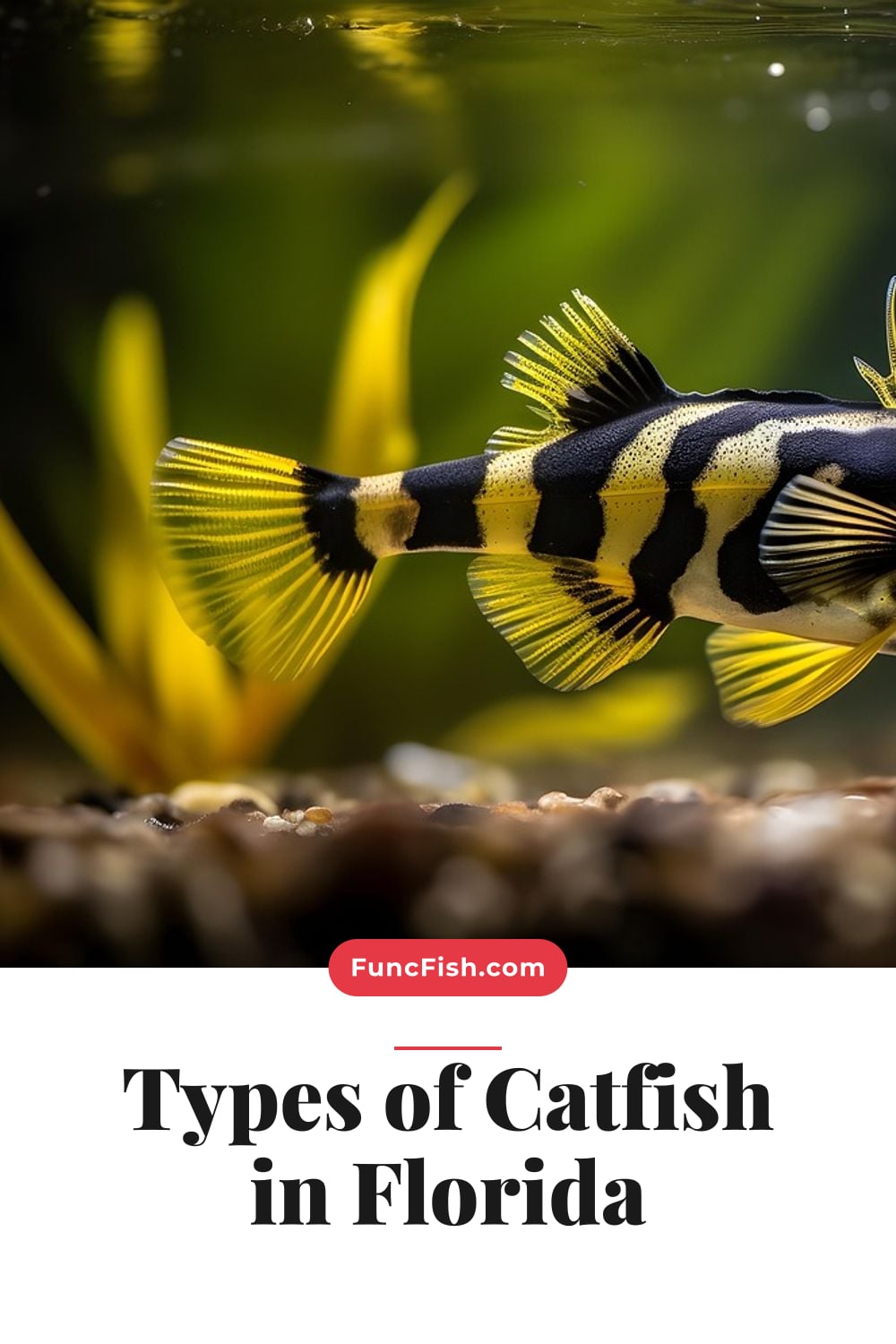 Types of Catfish in Florida