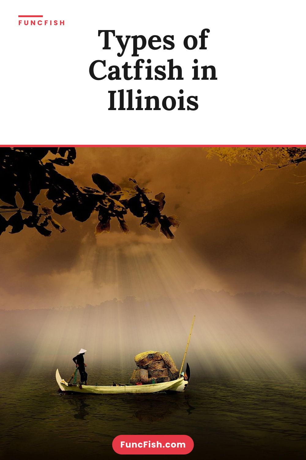 Types of Catfish in Illinois