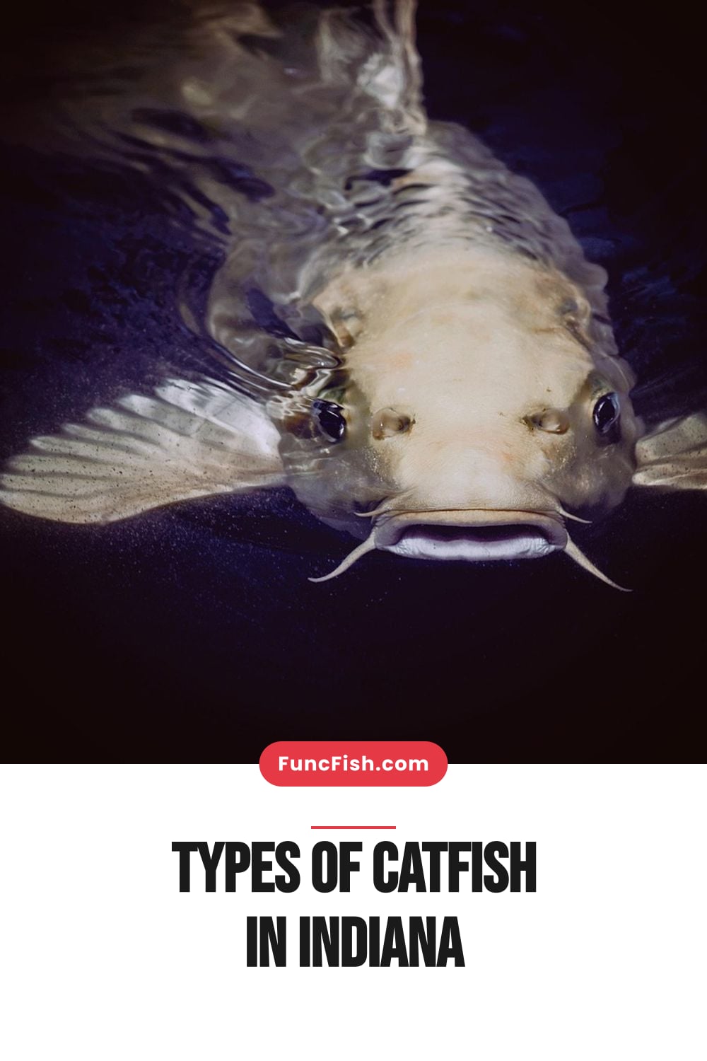 Types of Catfish in Indiana Types of Catfish in Indiana