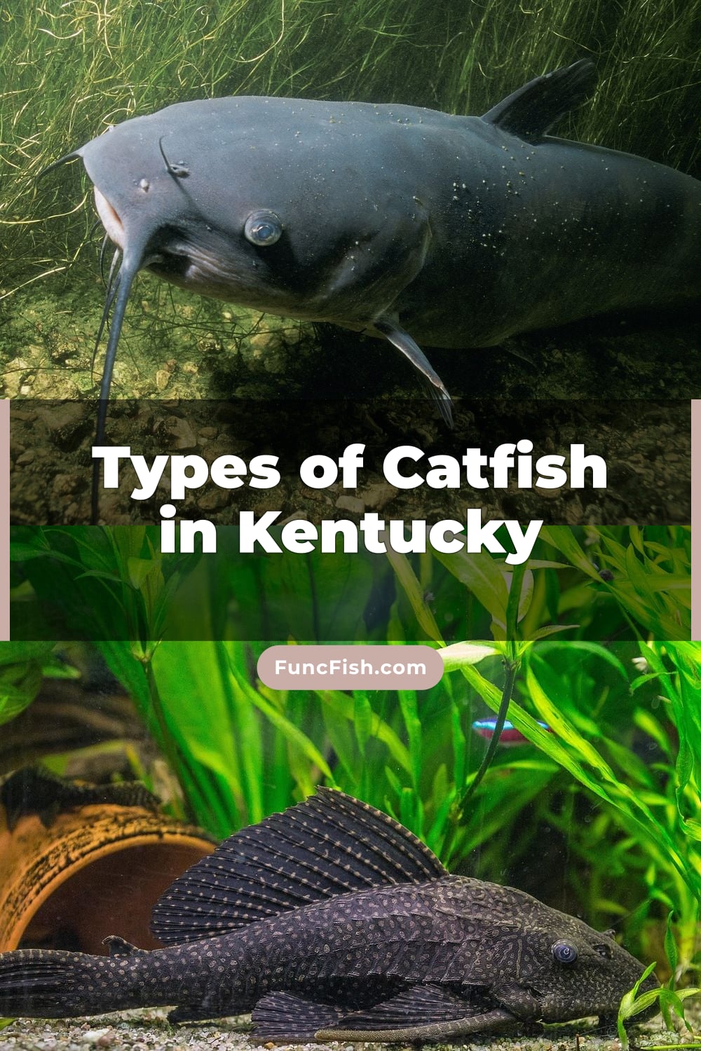 Types of Catfish in Kentucky
