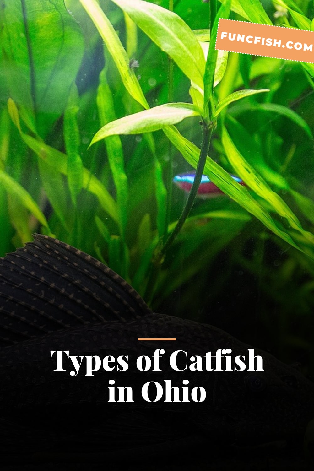 Types of Catfish in Ohio