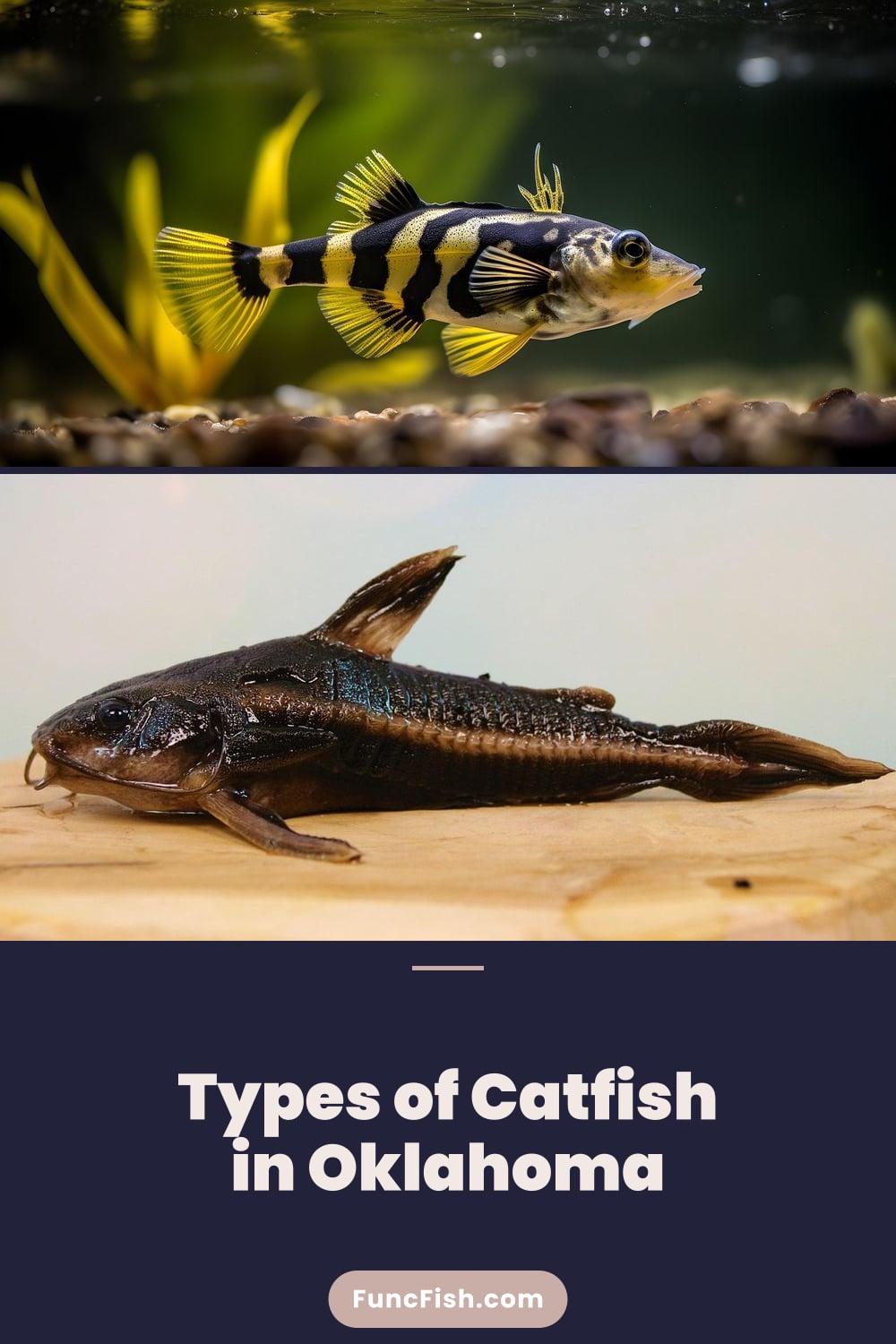 Types of Catfish in Oklahoma