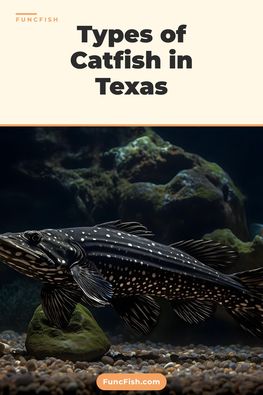 Types of Catfish in Texas