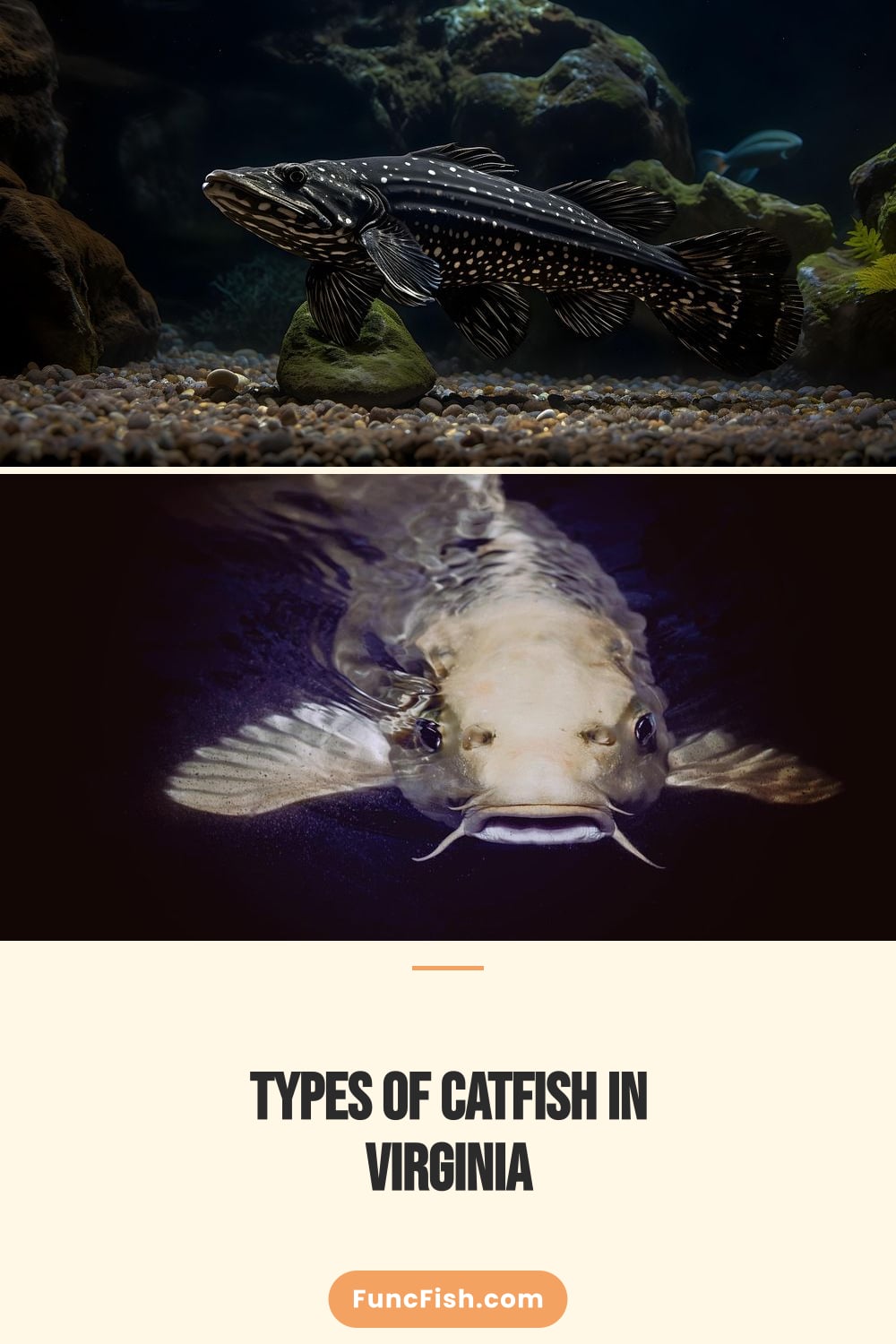 Types of Catfish in Virginia Types of Catfish in Virginia