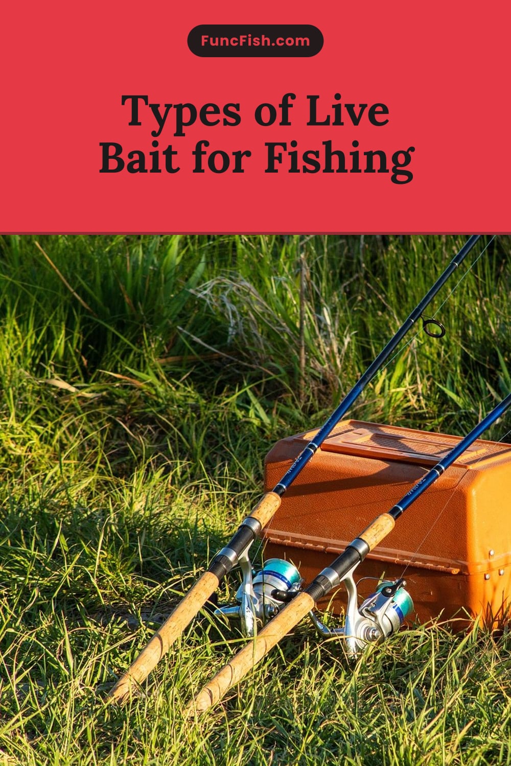 Types of Live Bait for Fishing Types of Live Bait for Fishing