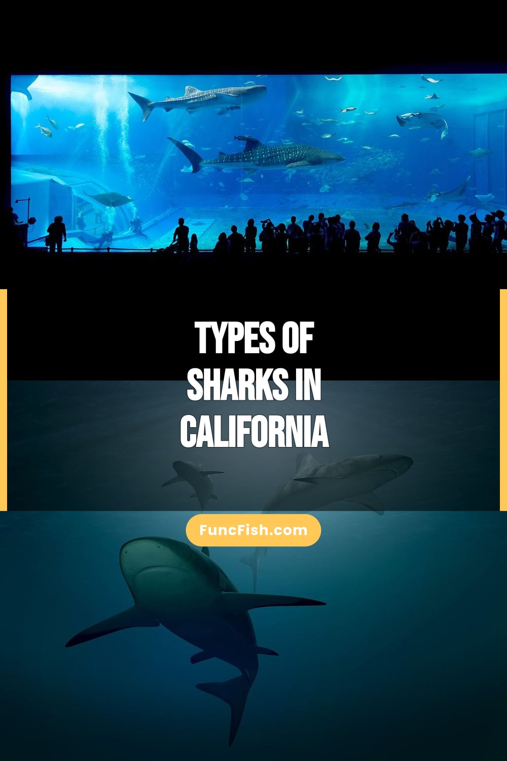 Types of Sharks in California Types of Sharks in California