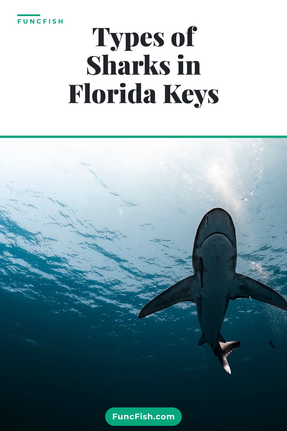 Types of Sharks in Florida Keys