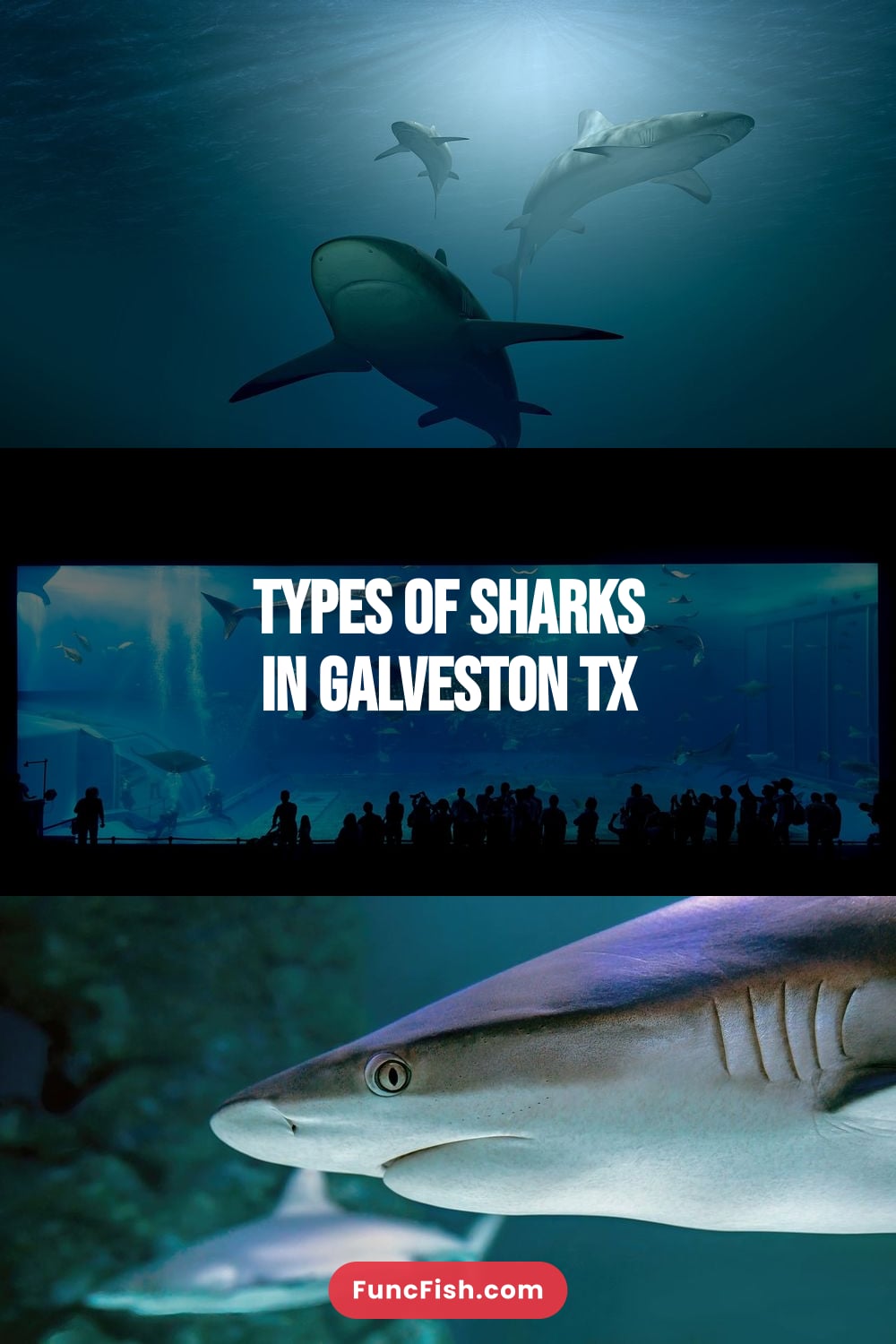 Types of Sharks in Galveston Tx