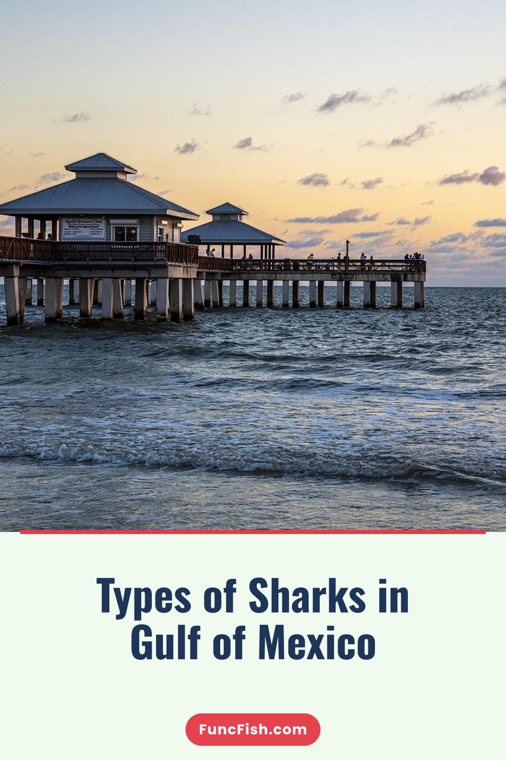 Types of Sharks in Gulf of Mexico Types of Sharks in Gulf of Mexico