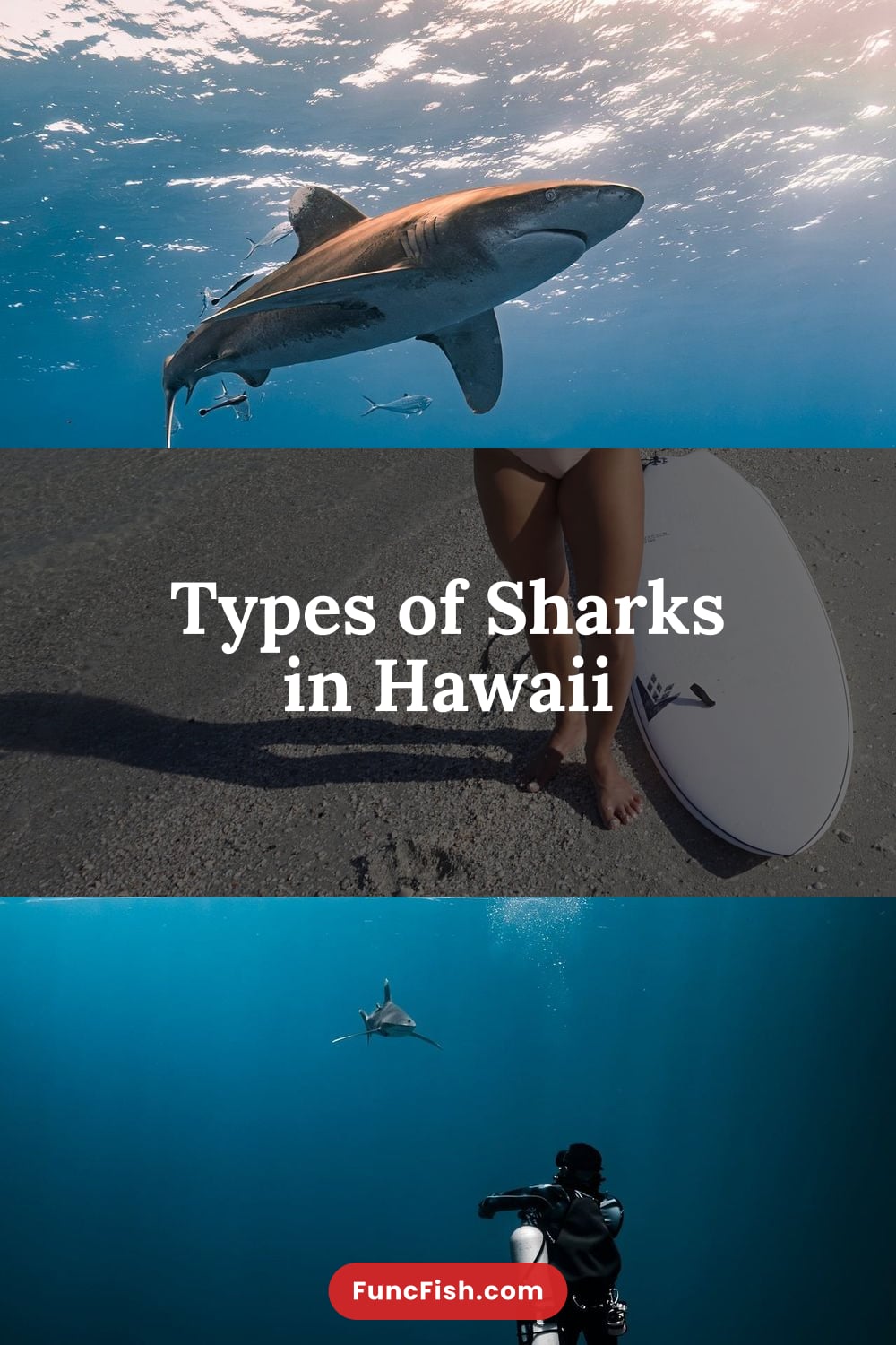 Types of Sharks in Hawaii Types of Sharks in Hawaii