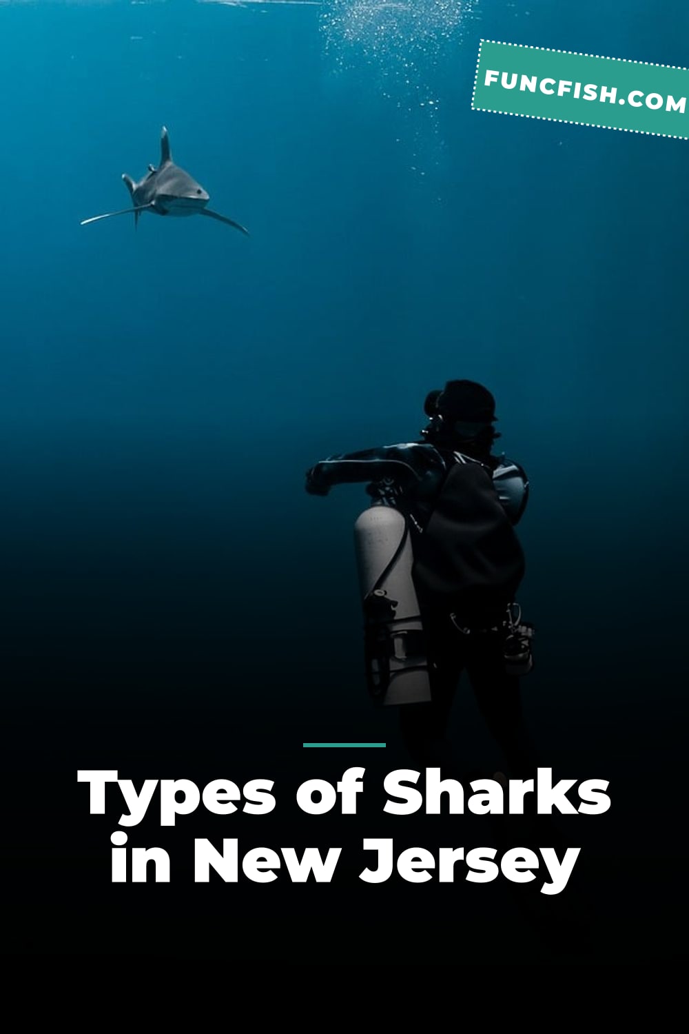Types of Sharks in New Jersey Types of Sharks in New Jersey