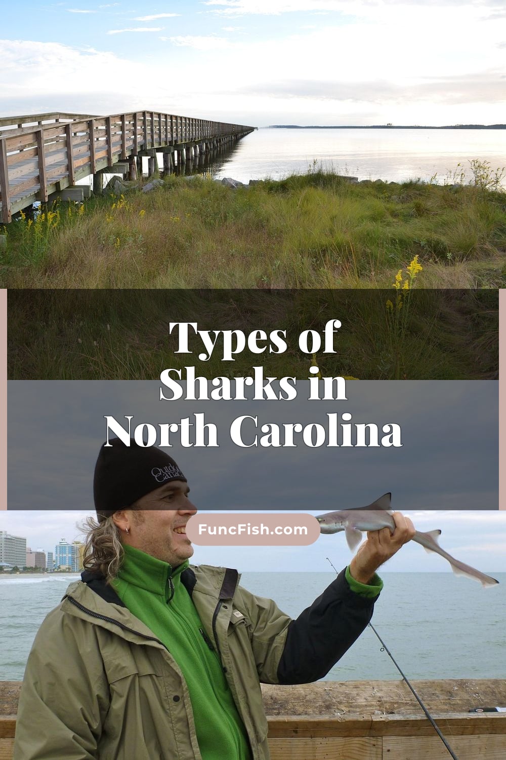 Types of Sharks in North Carolina Types of Sharks in North Carolina
