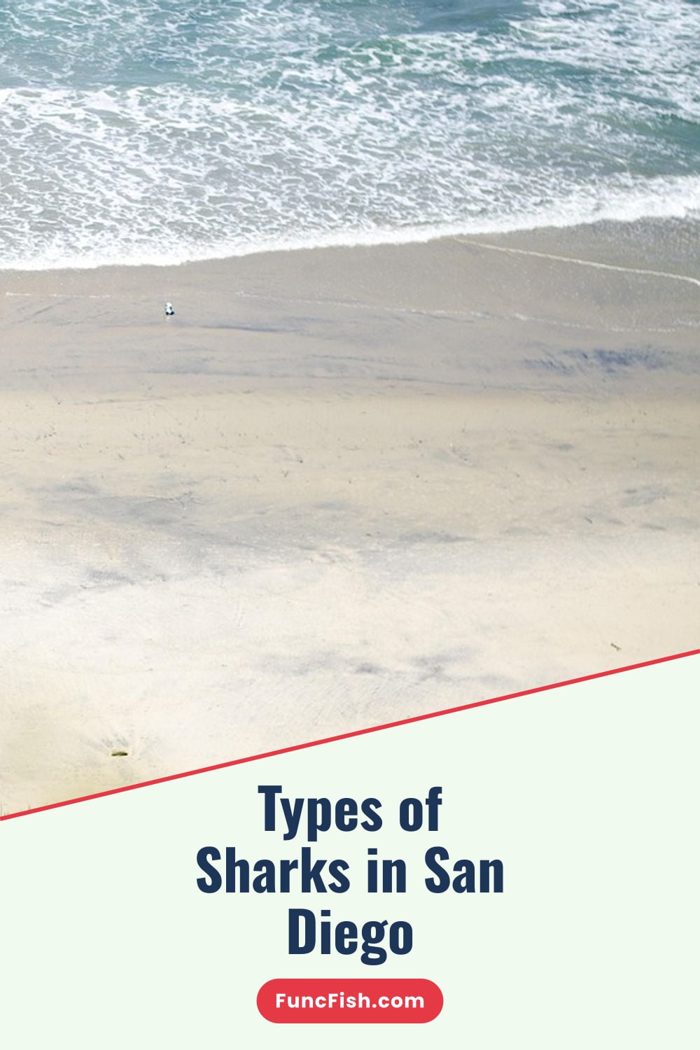 Types of Sharks in San Diego