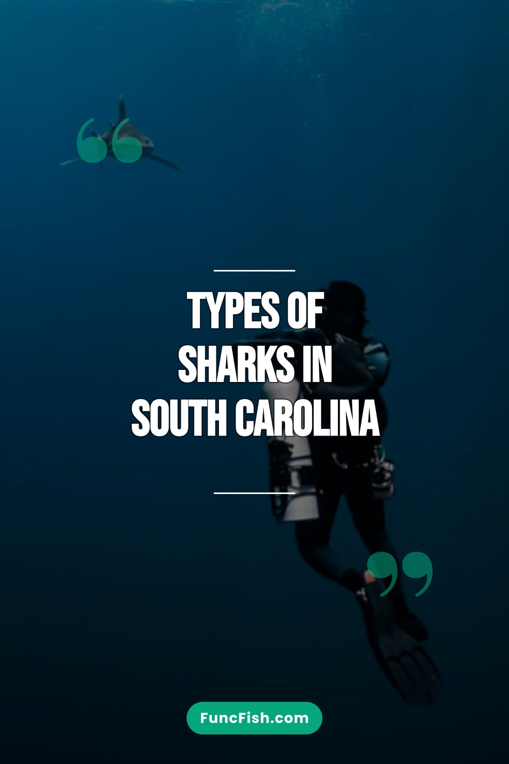 Types of Sharks in South Carolina