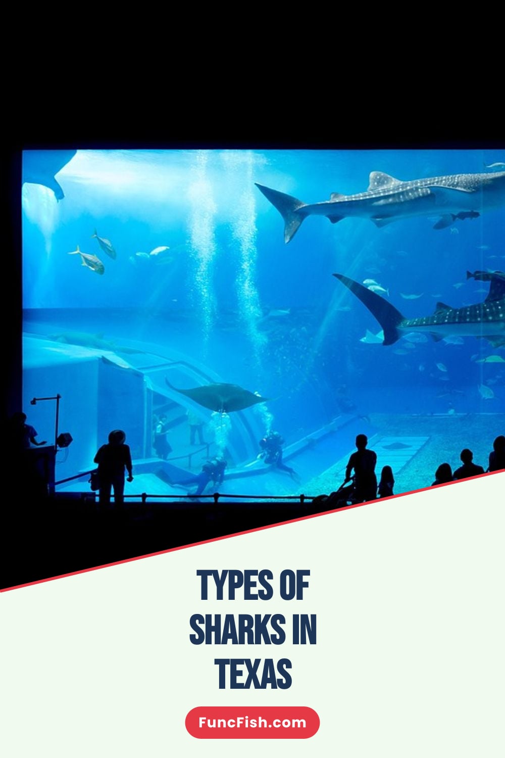 Types of Sharks in Texas Types of Sharks in Texas
