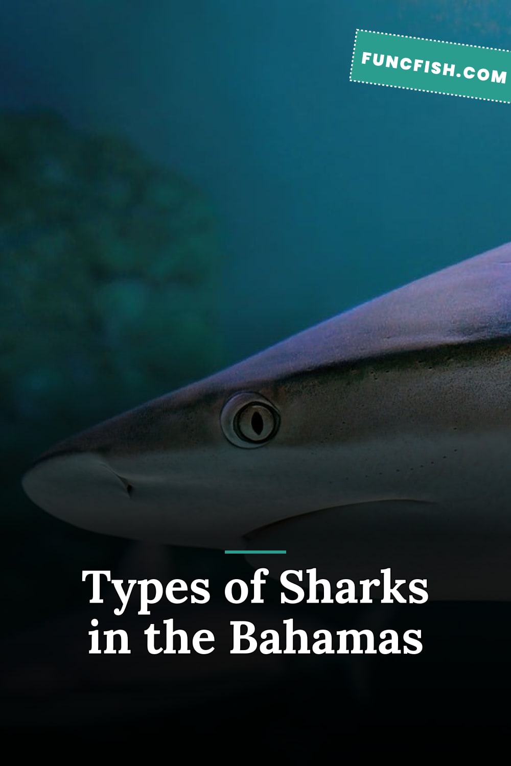 Types of Sharks in the Bahamas