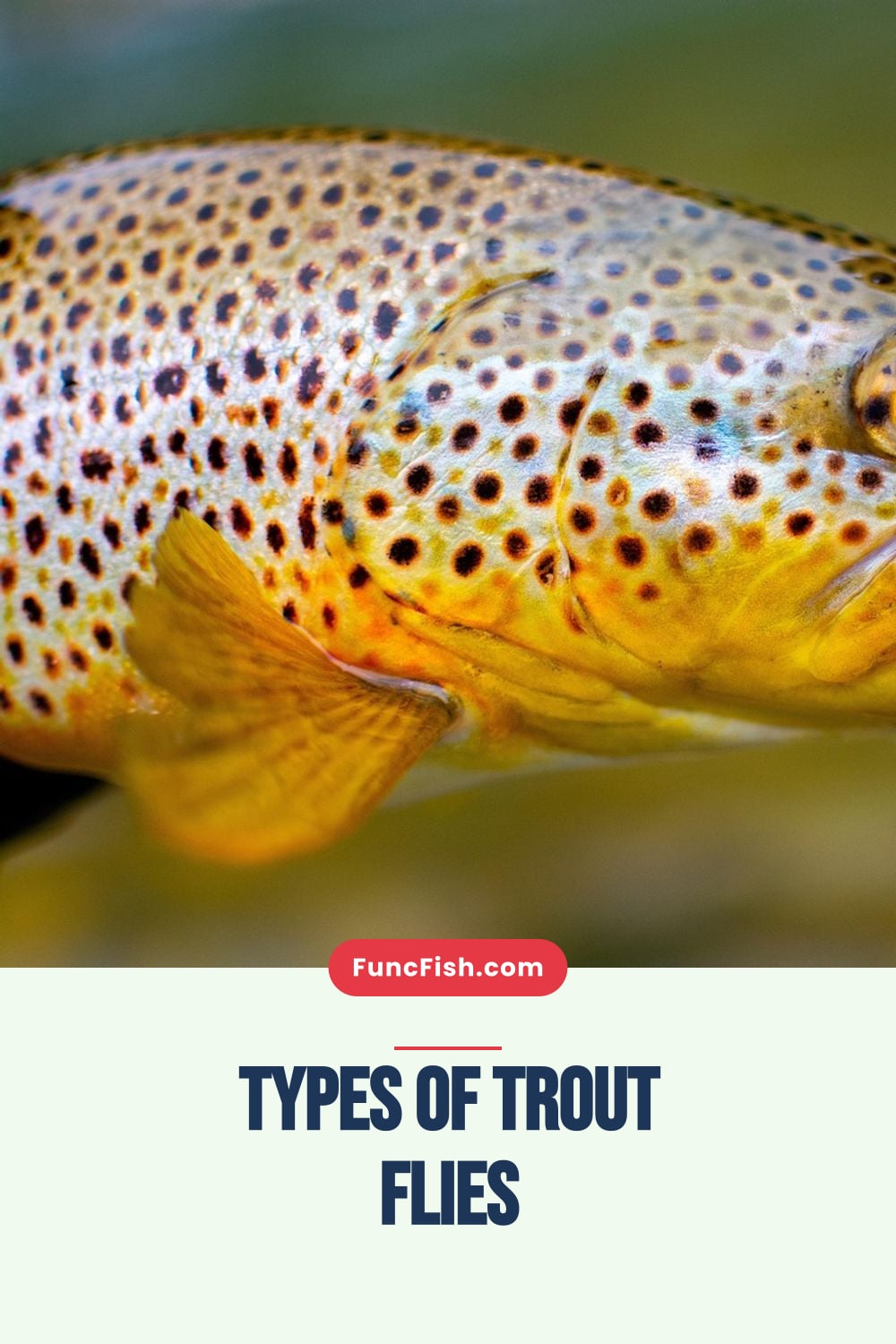 Types of Trout Flies Types of Trout Flies