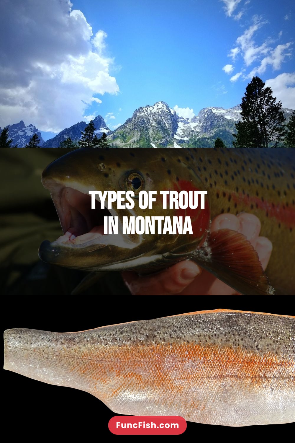 Types of Trout in Montana