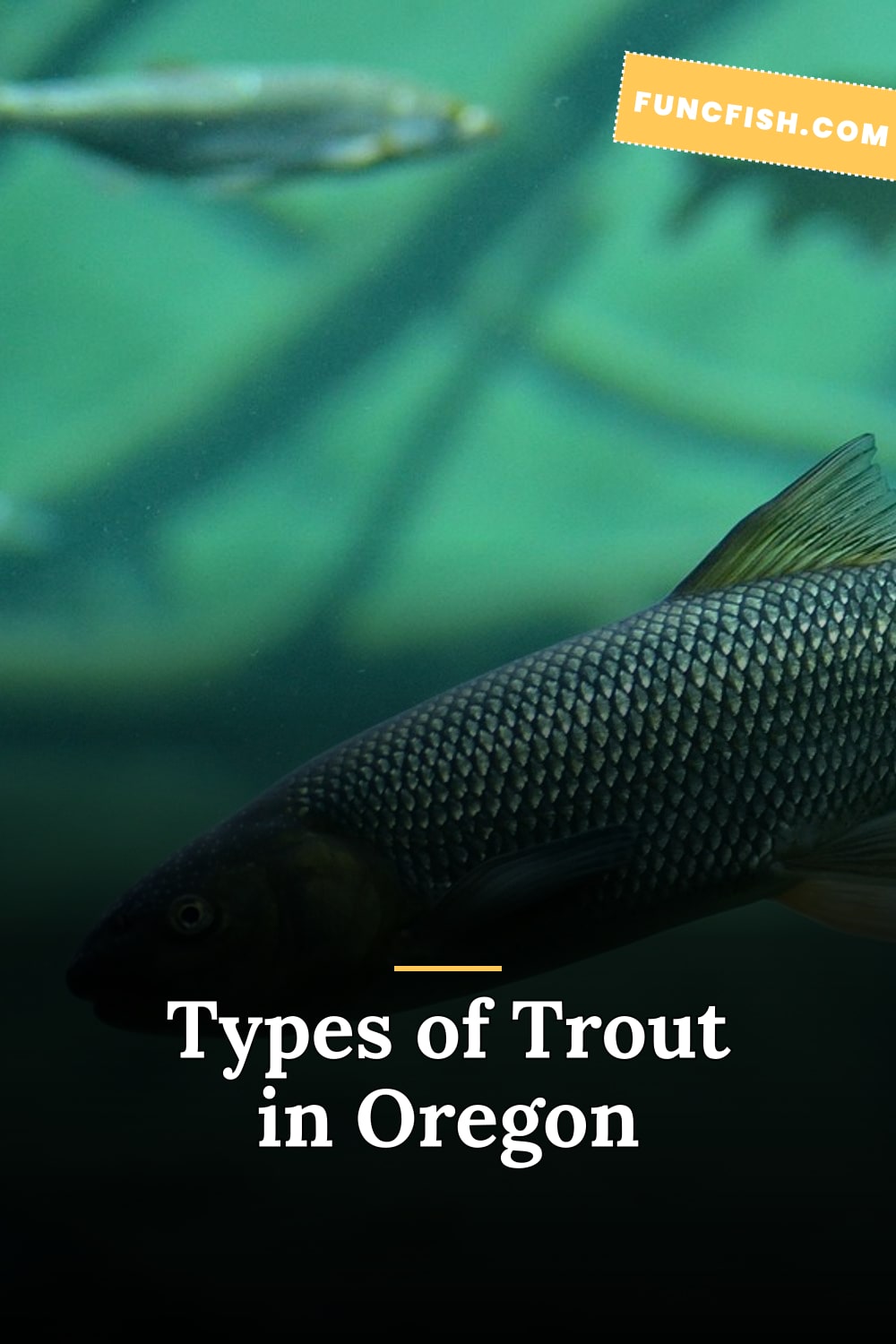 Types of Trout in Oregon