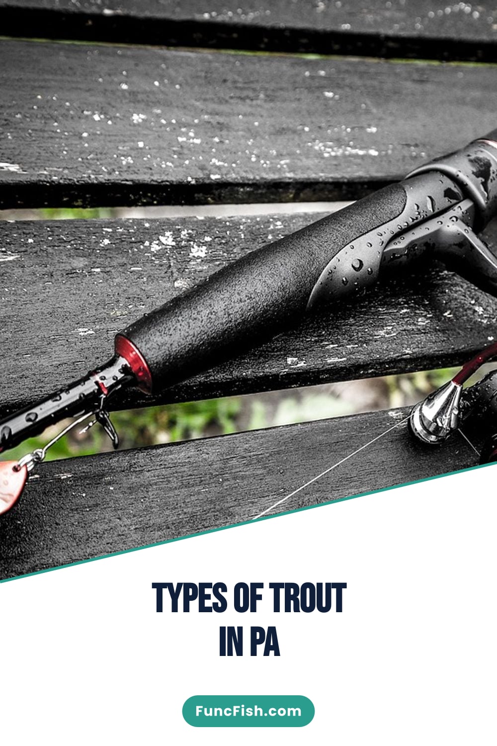 Types of Trout in Pa