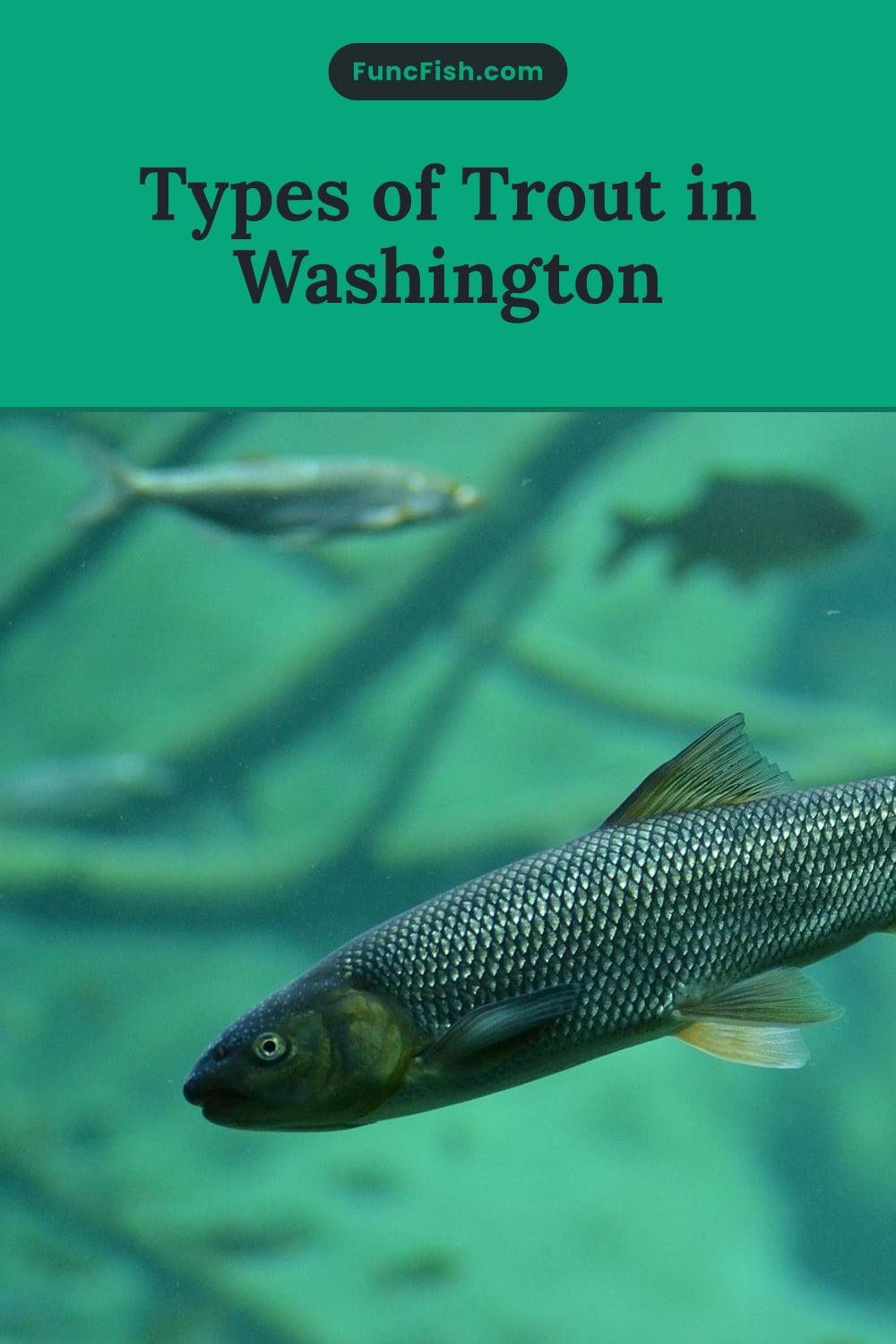 Types of Trout in Washington Types of Trout in Washington