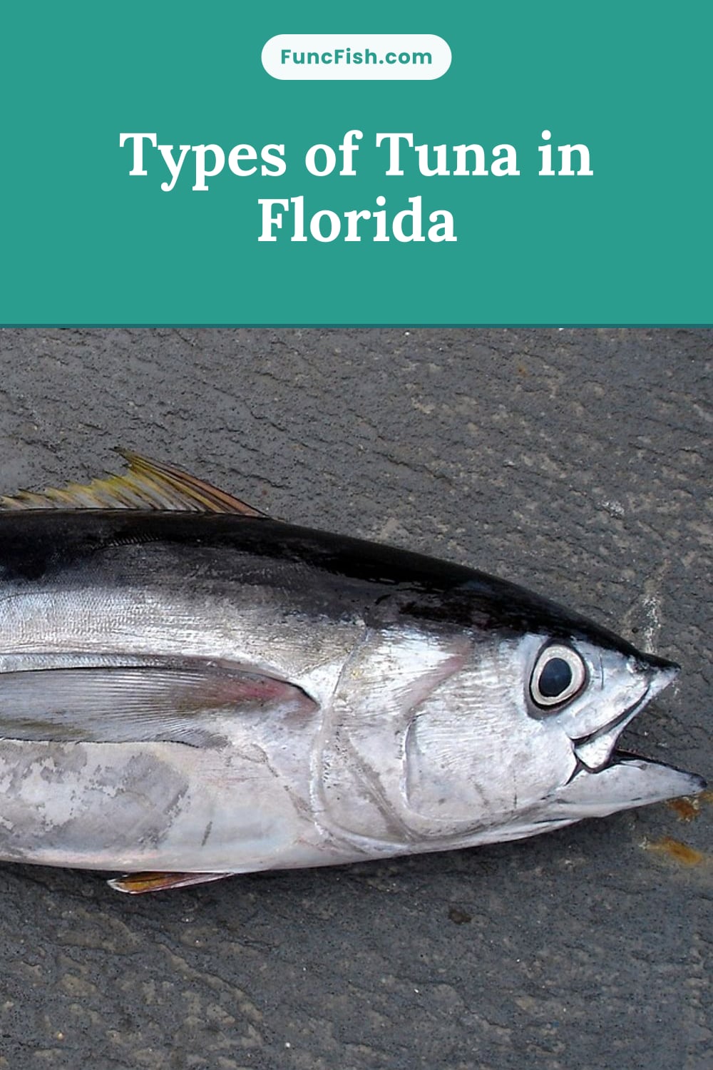 Types of Tuna in Florida Types of Tuna in Florida