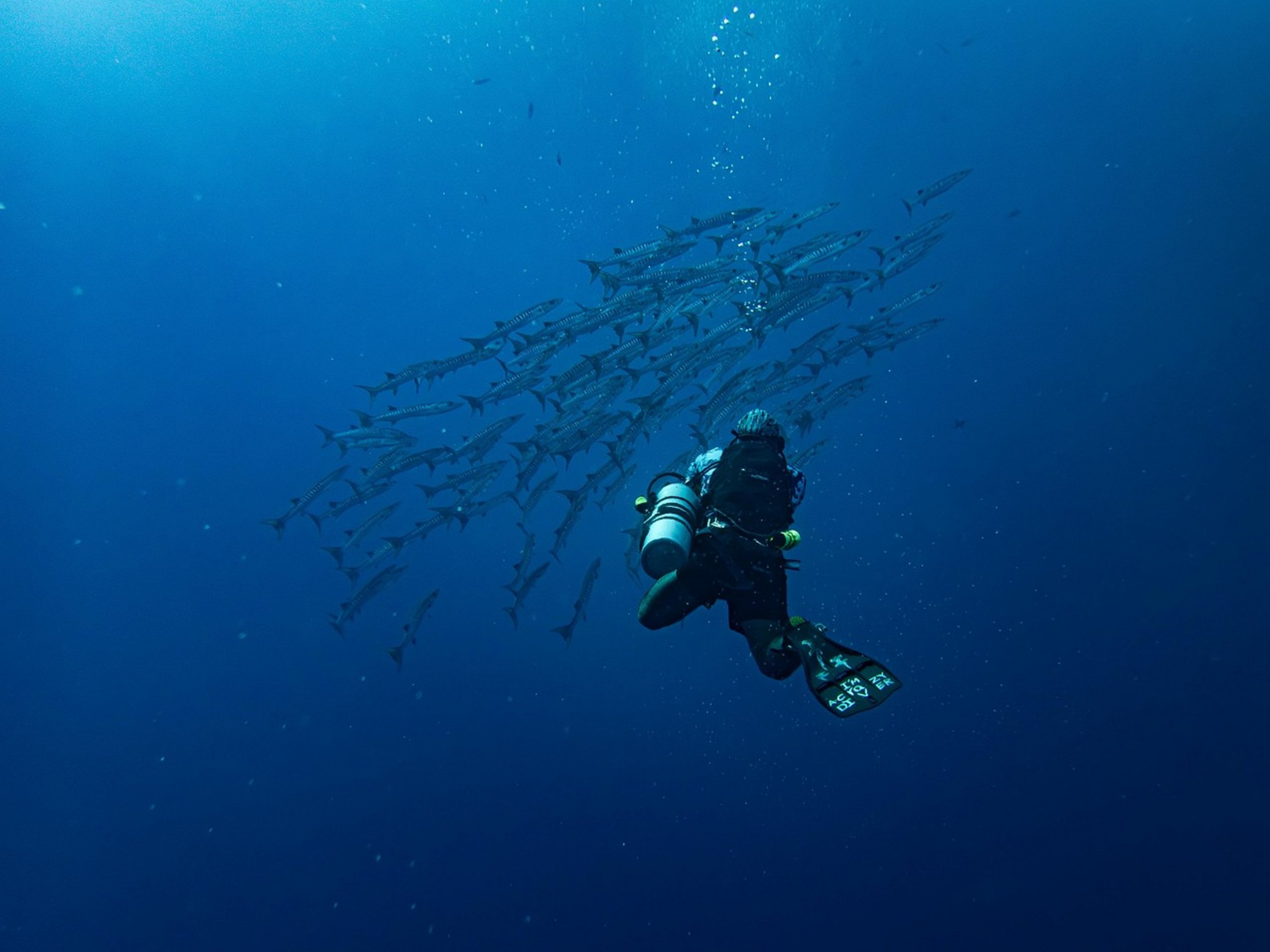barracuda swimming fast barracuda swimming fast