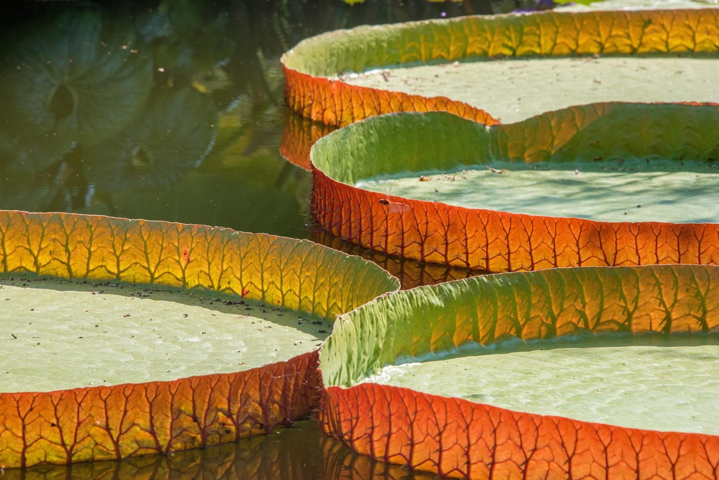 bass fishing lily pads bass fishing lily pads
