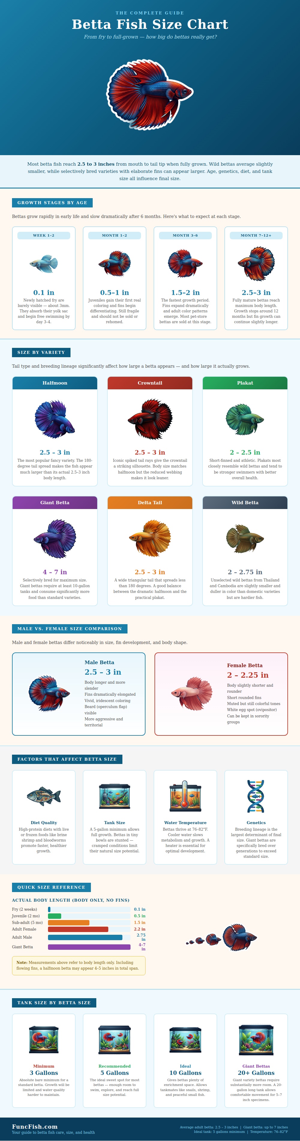 Betta Fish Size Chart