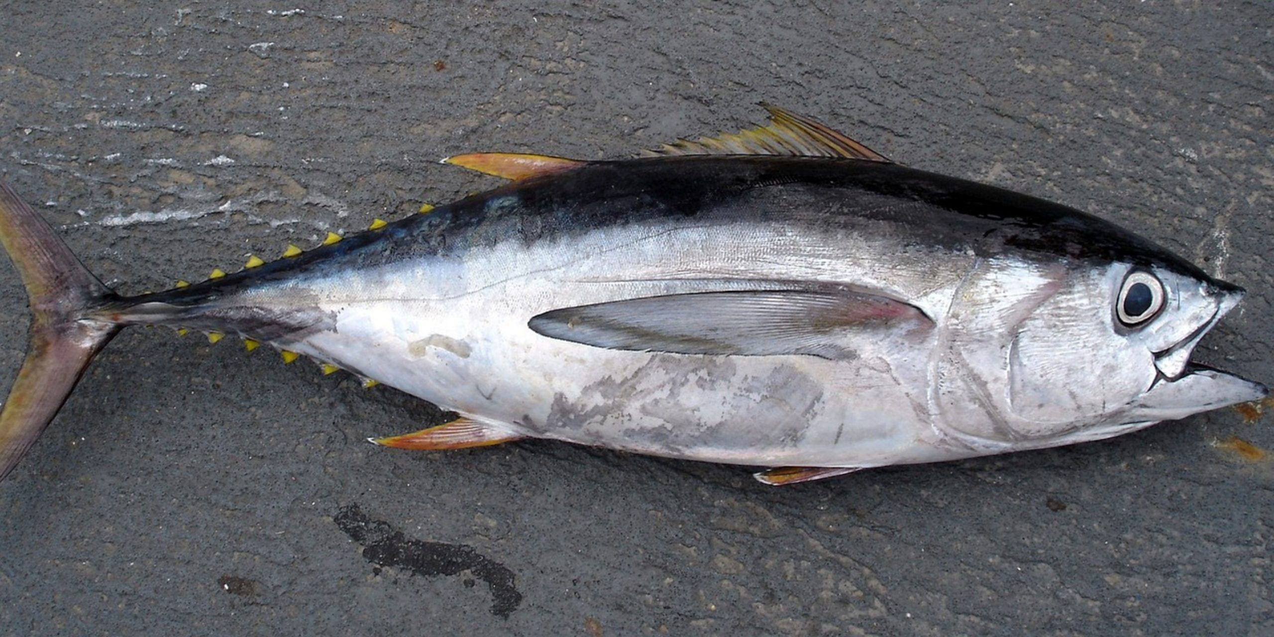 bigeye tuna sashimi bigeye tuna sashimi