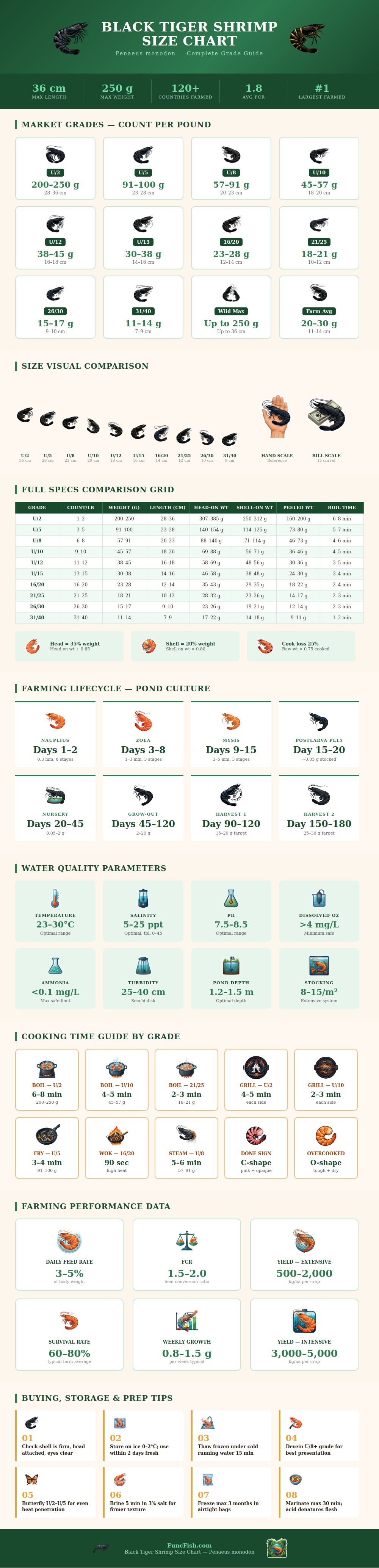 Black Tiger Shrimp Size Chart