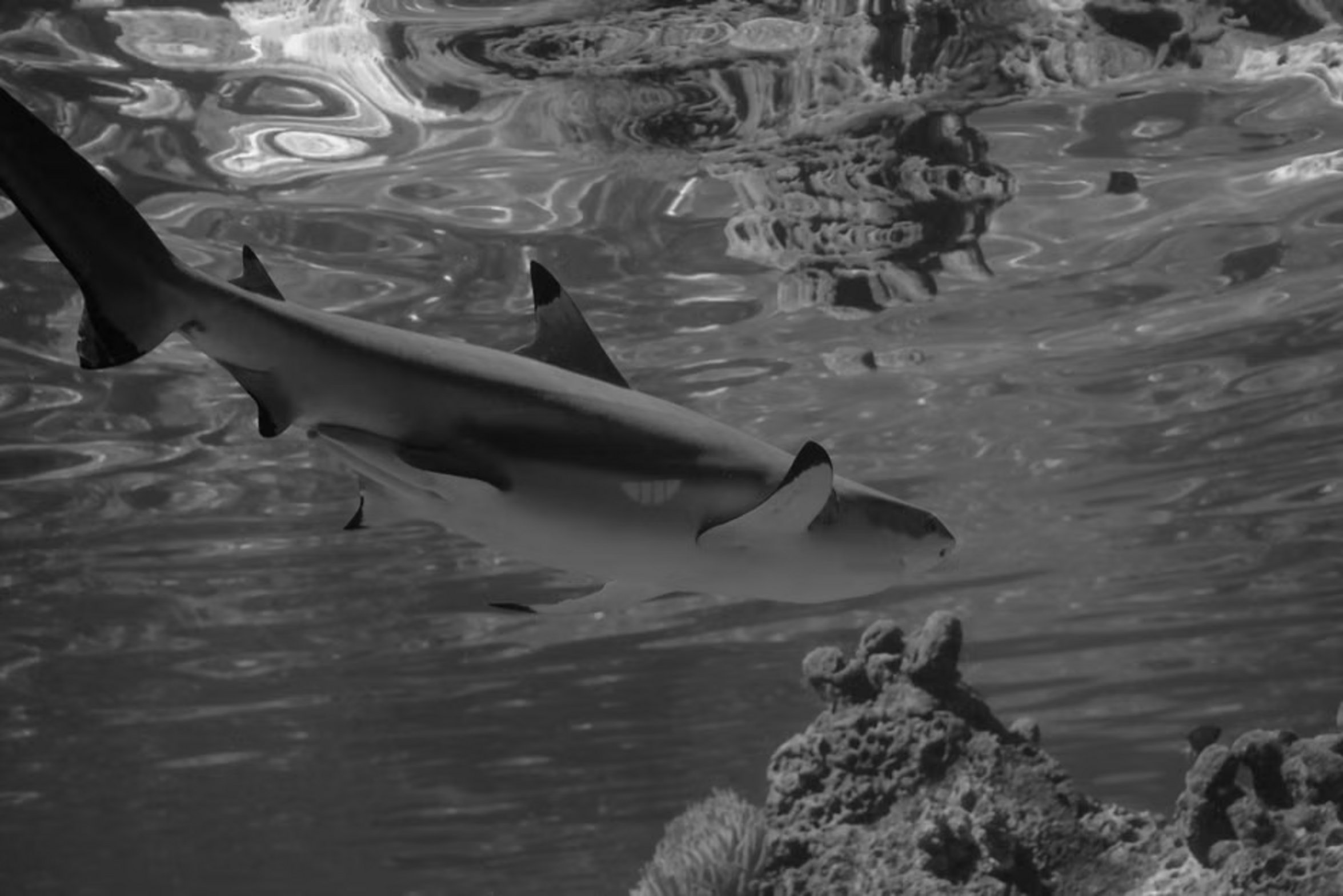 blacktip reef shark swimming blacktip reef shark swimming