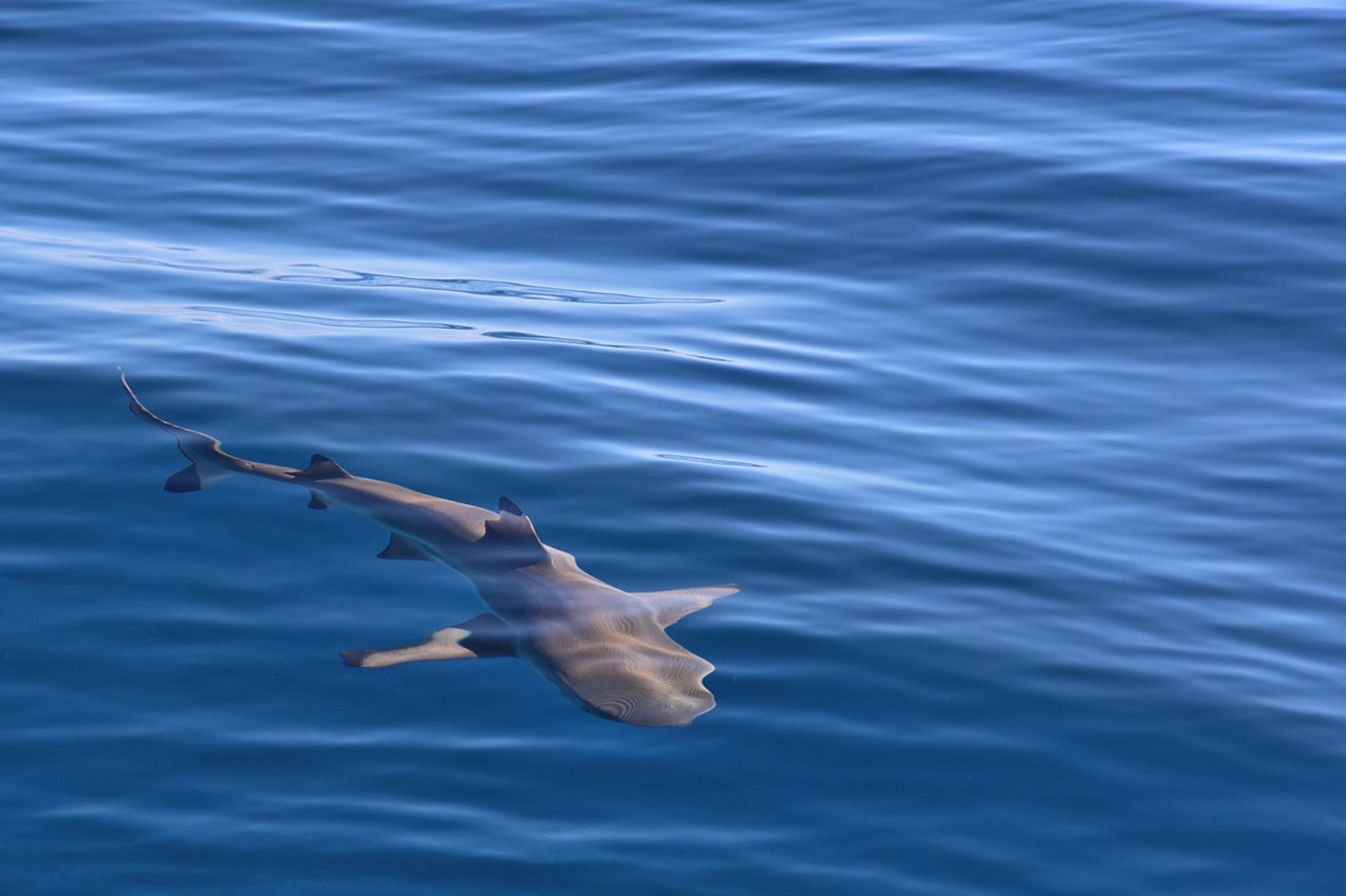 blacktip shark jumping blacktip shark jumping