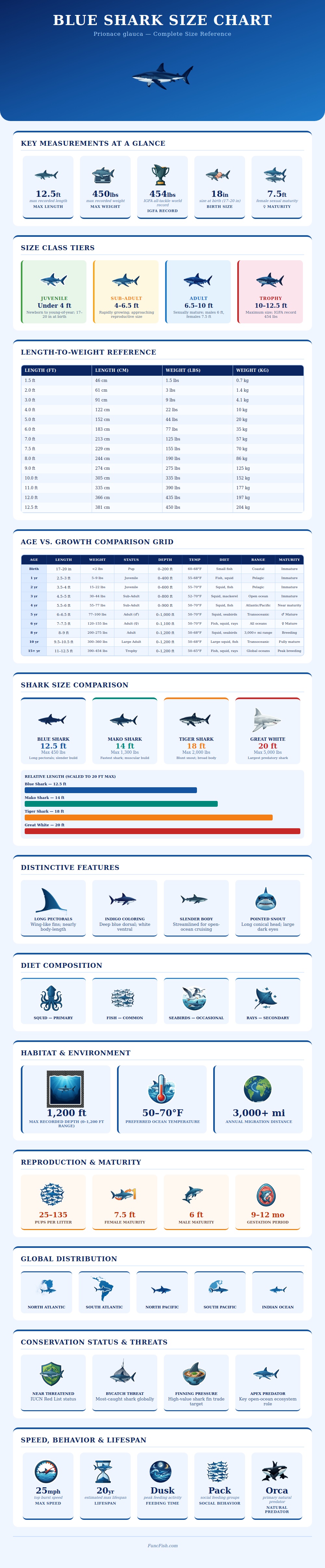 Blue Shark Size Chart