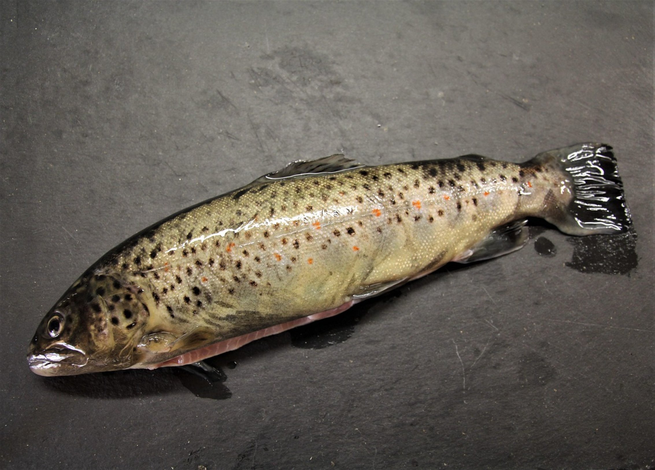 brook trout mountain stream brook trout mountain stream