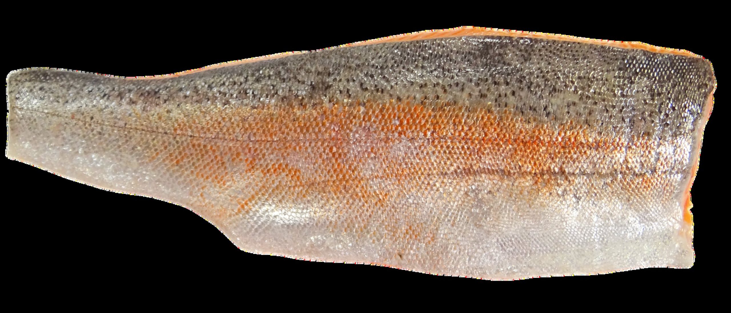 brown trout river brown trout river
