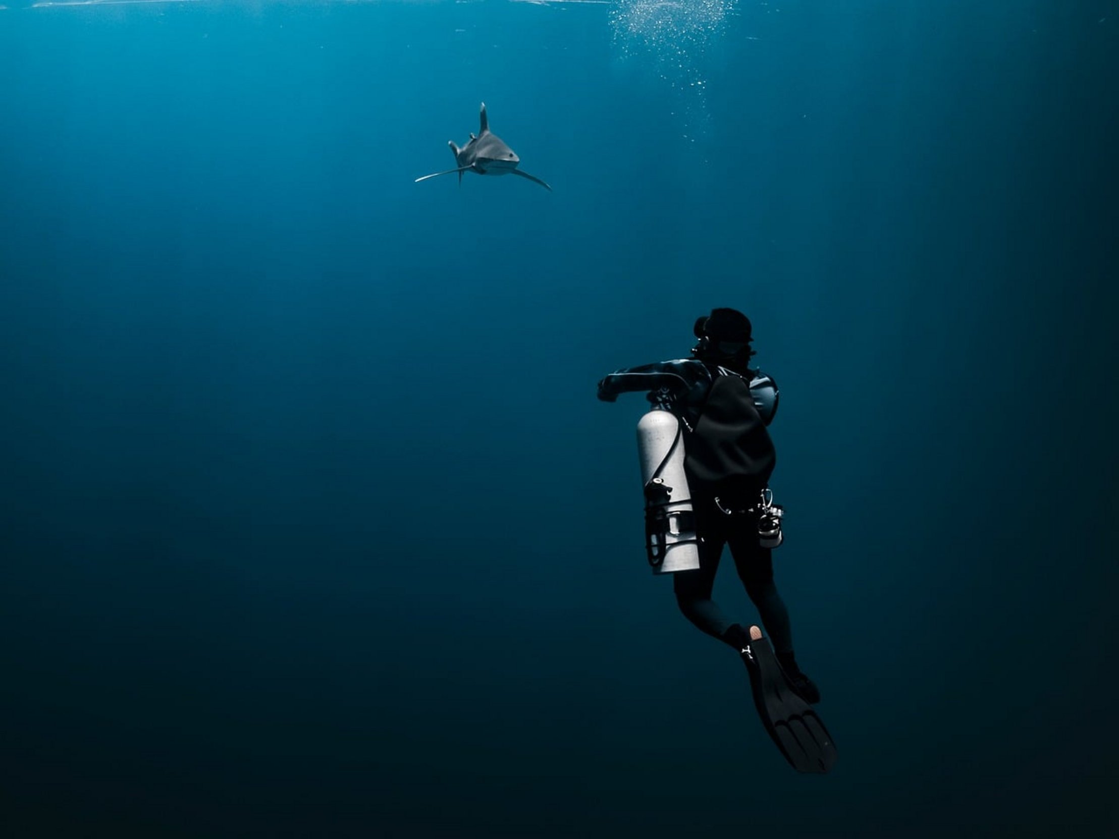 bull shark swimming bull shark swimming