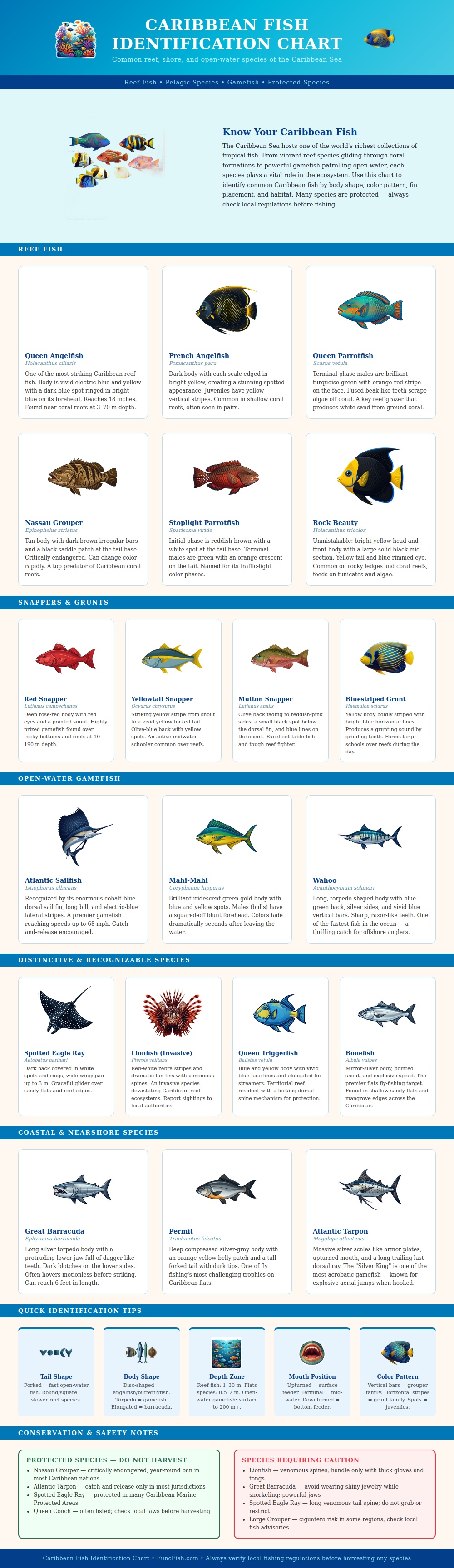 Caribbean Fish Identification Chart