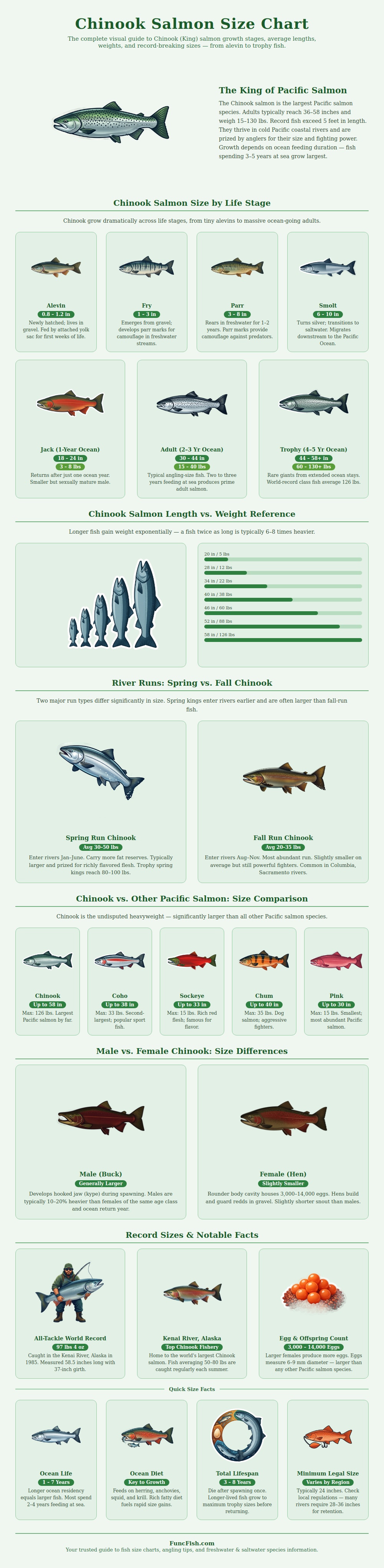 Chinook Salmon Size Chart