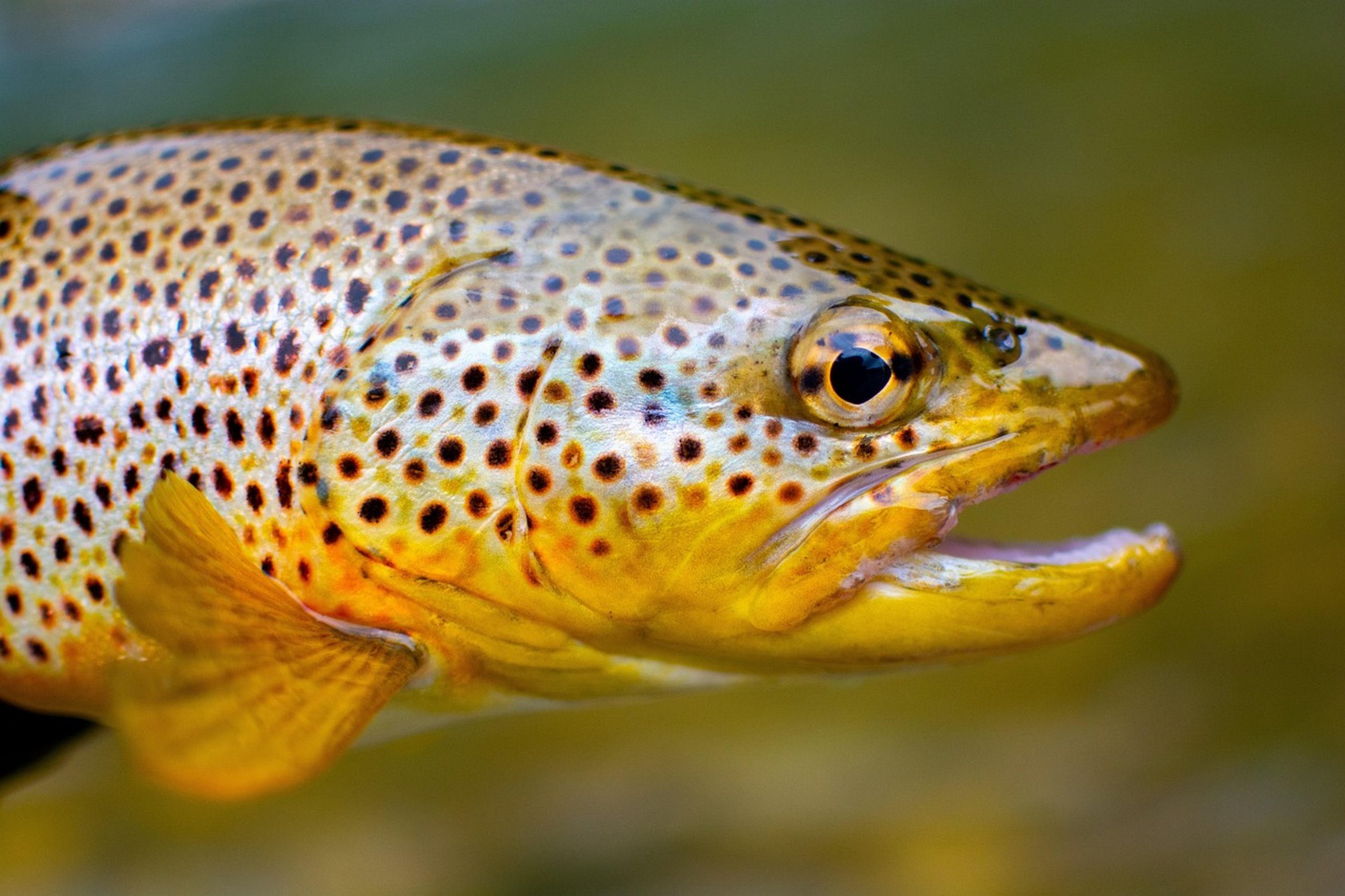colorado river cutthroat trout colorado river cutthroat trout